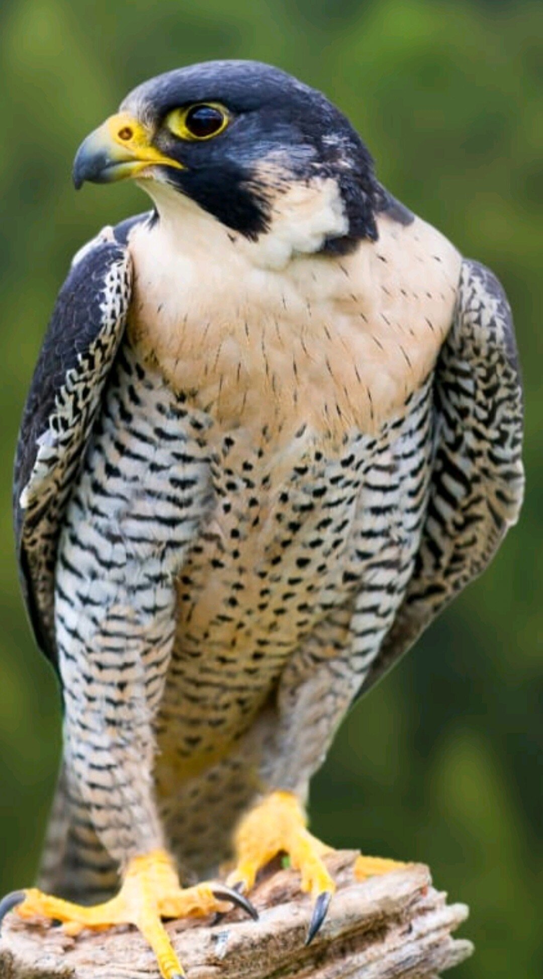 Foto do Perfil